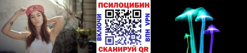 где купить наркоту  Приозерск  Псилоцибиновые грибы Psilocybe 